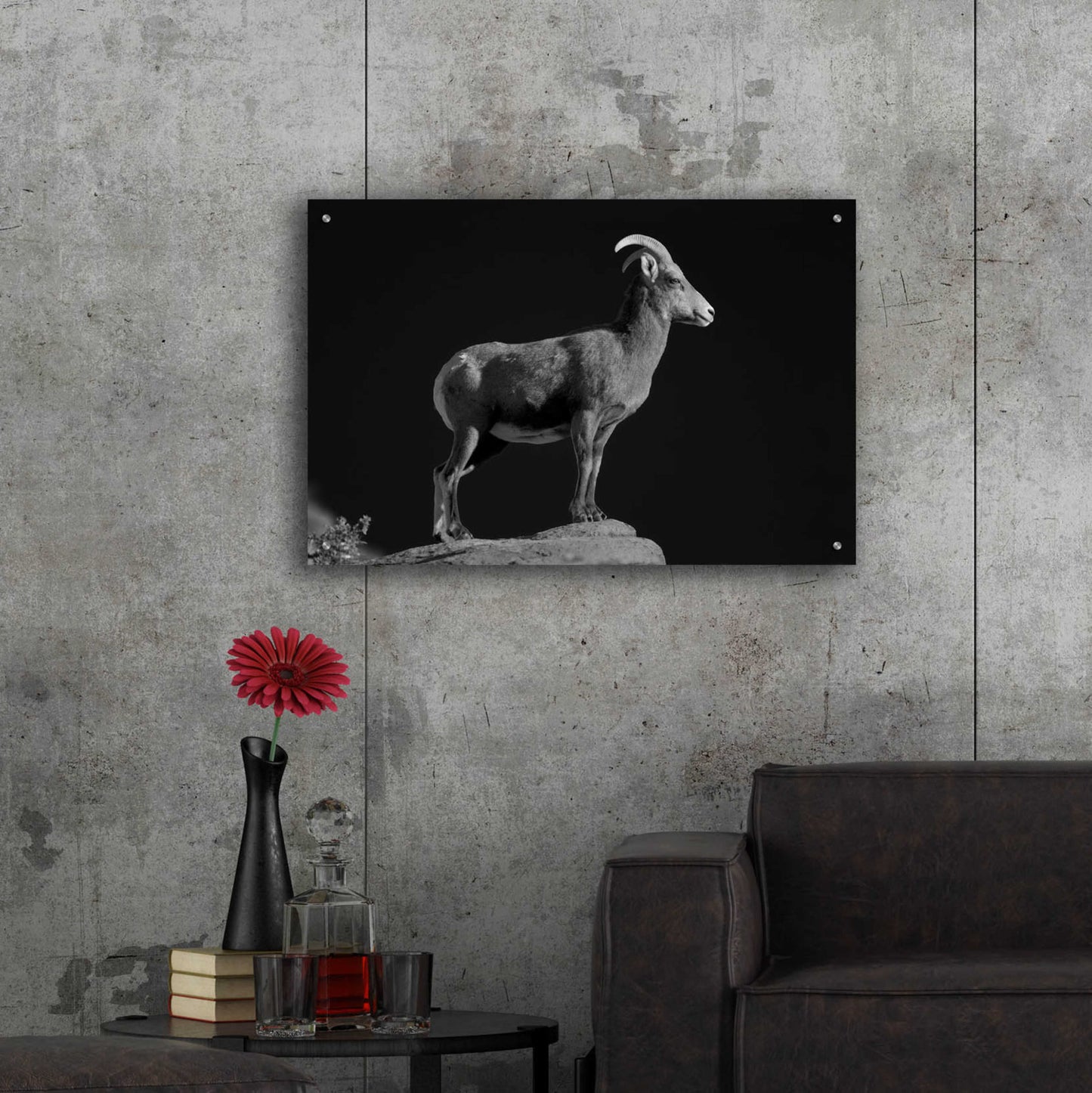 Epic Art 'Bighorn Portrait Cf' by Thomas Haney, Acrylic Glass Wall Art,36x24