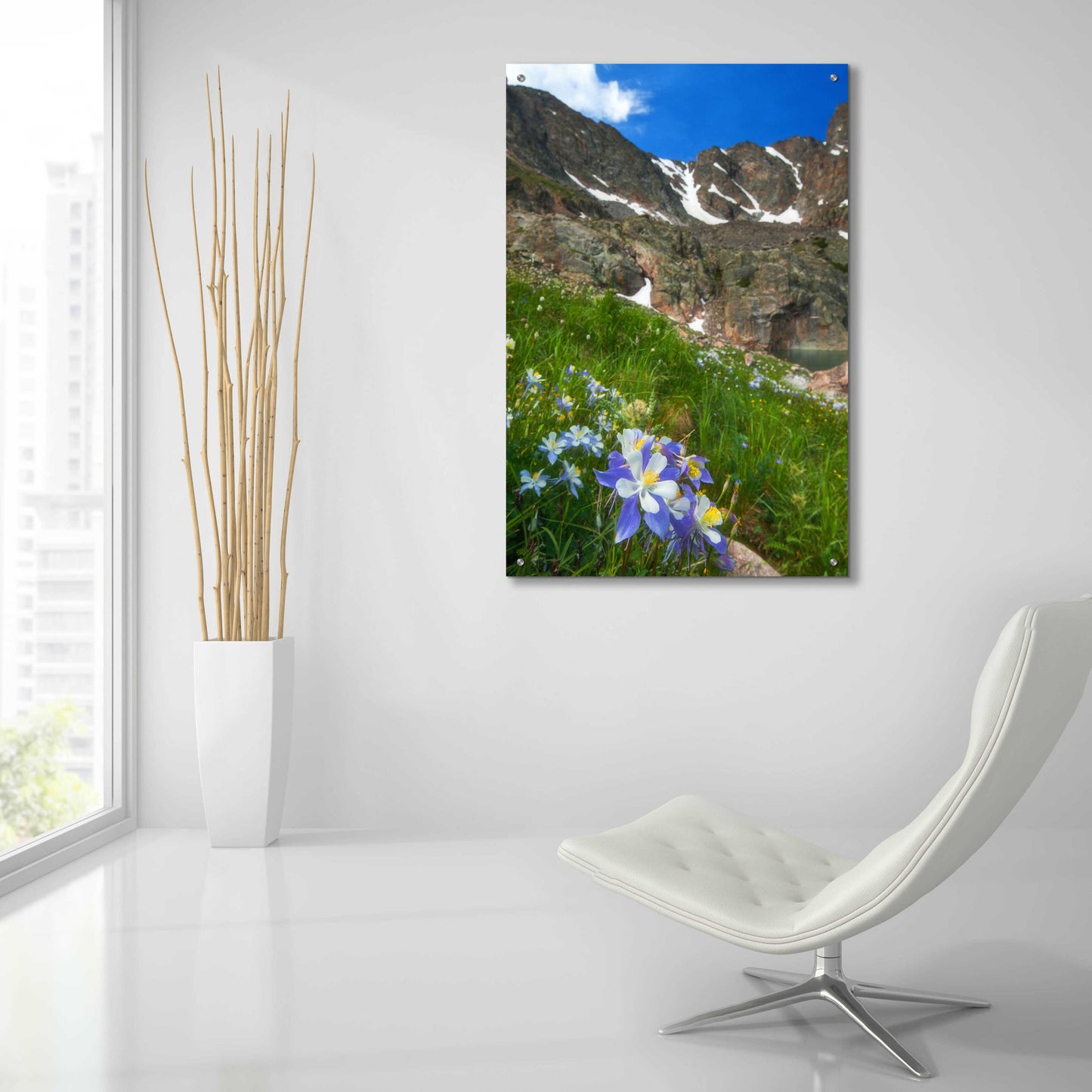 Epic Art 'Alpine Columbine - Rocky Mountain National Park' by Darren White, Acrylic Glass Wall Art,24x36