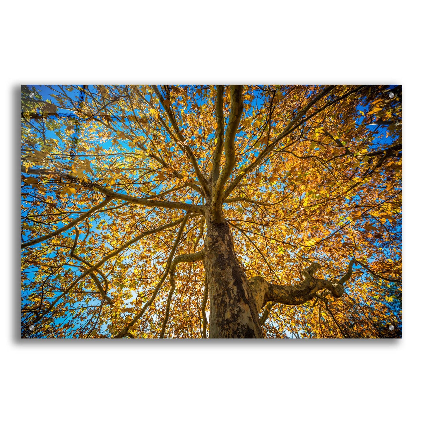 Epic Art 'Fall Tree' by Tim Oldford, Acrylic Glass Wall Art