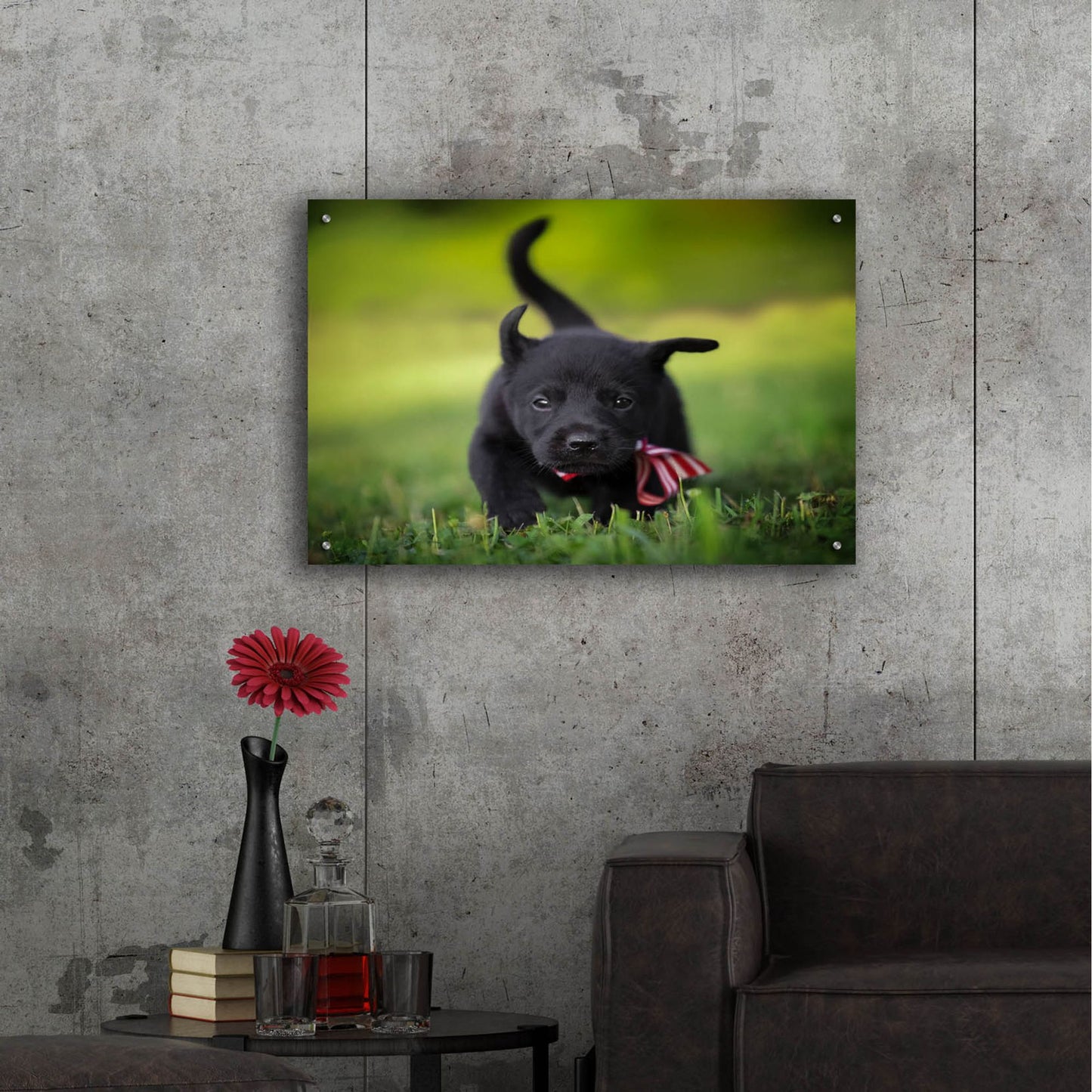 Epic Art 'Black Lab Pup 11' by Jonathan Ross, Acrylic Glass Wall Art,36x24