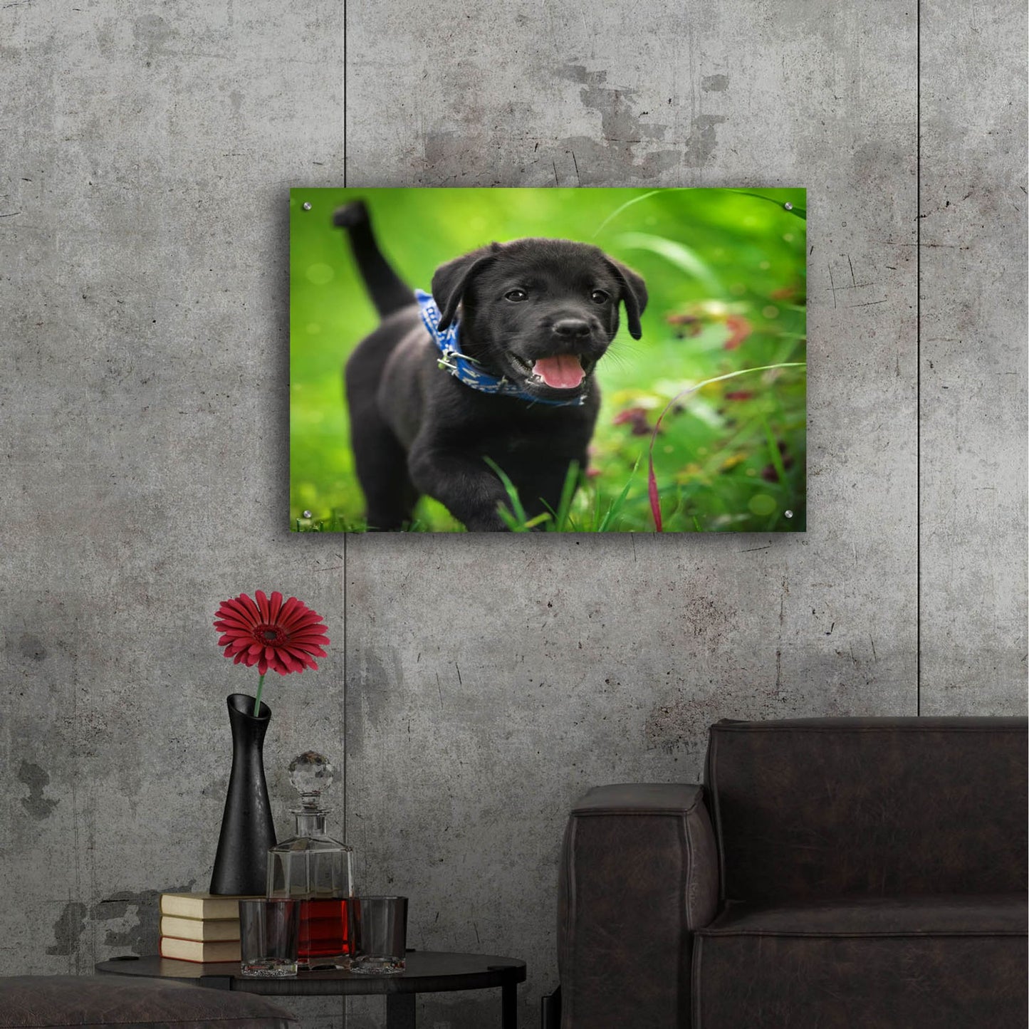 Epic Art 'Black Lab Pup 15' by Jonathan Ross, Acrylic Glass Wall Art,36x24