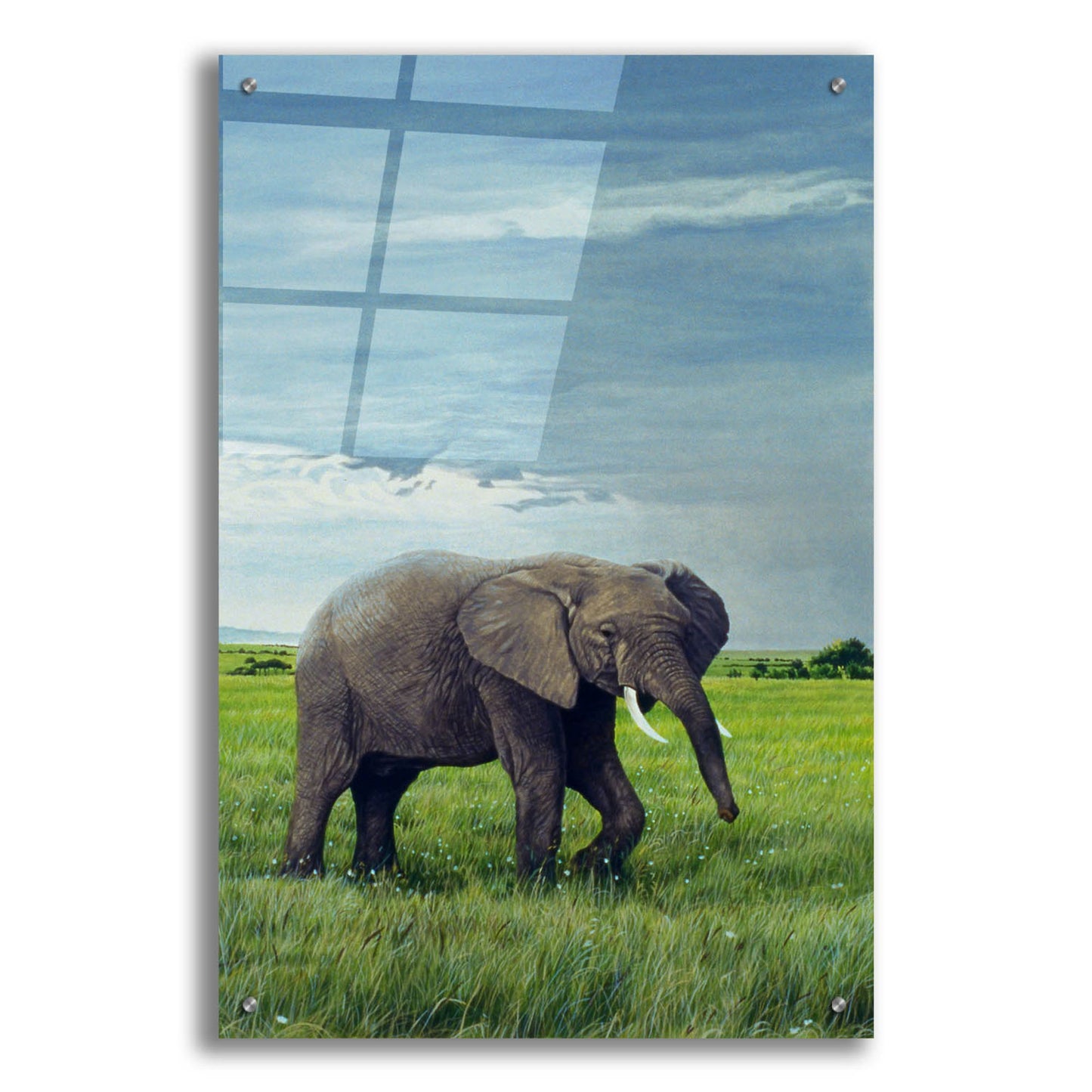 Epic Art 'Elephant' by Ron Parker, Acrylic Glass Wall Art