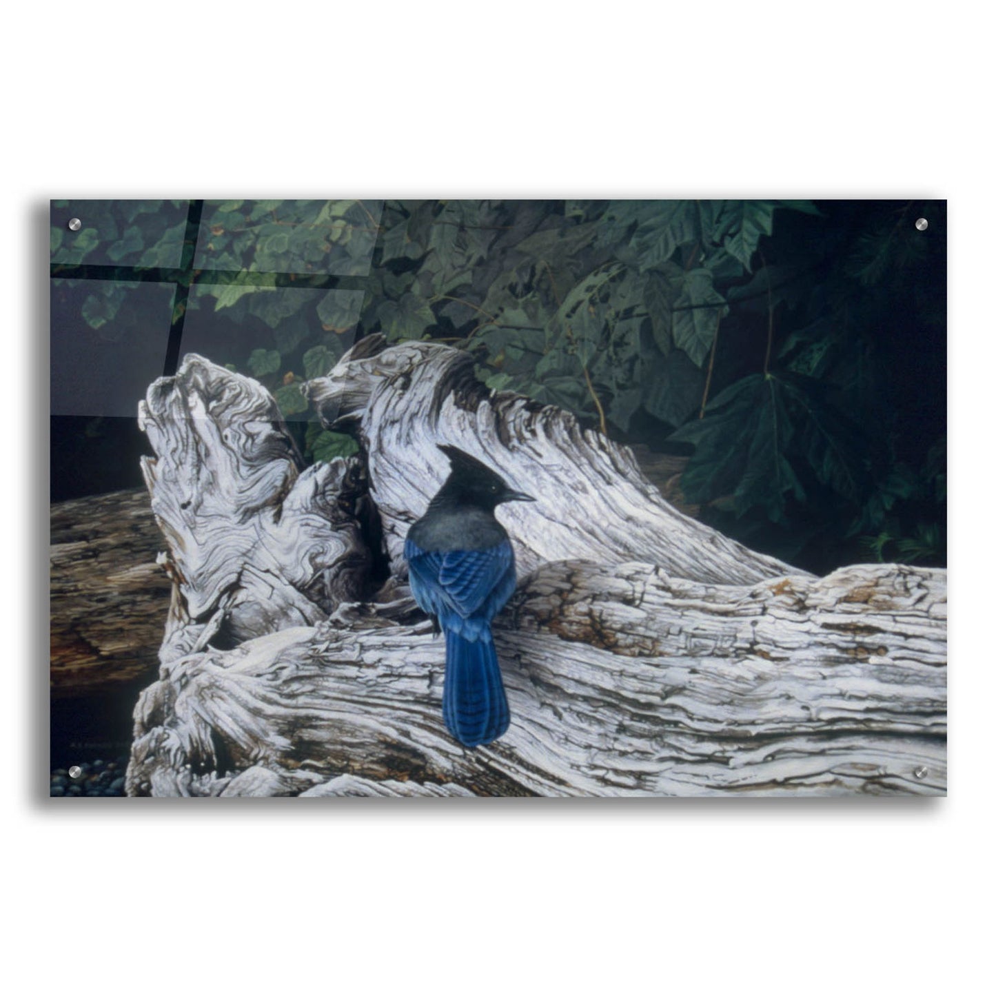 Epic Art 'Driftwood 2' by Ron Parker, Acrylic Glass Wall Art