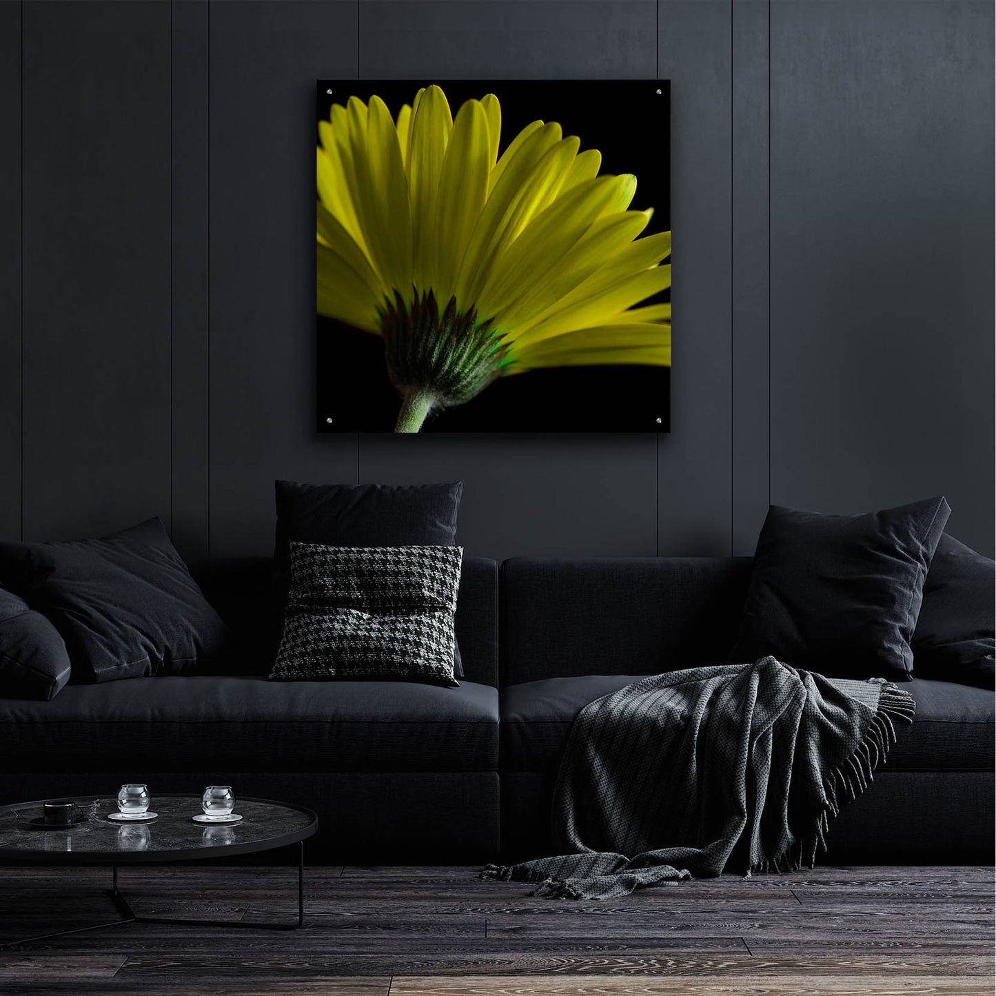 Epic Art 'Mustard Gerbera on Black' by Tom Quartermaine, Acrylic Glass Wall Art,36x36