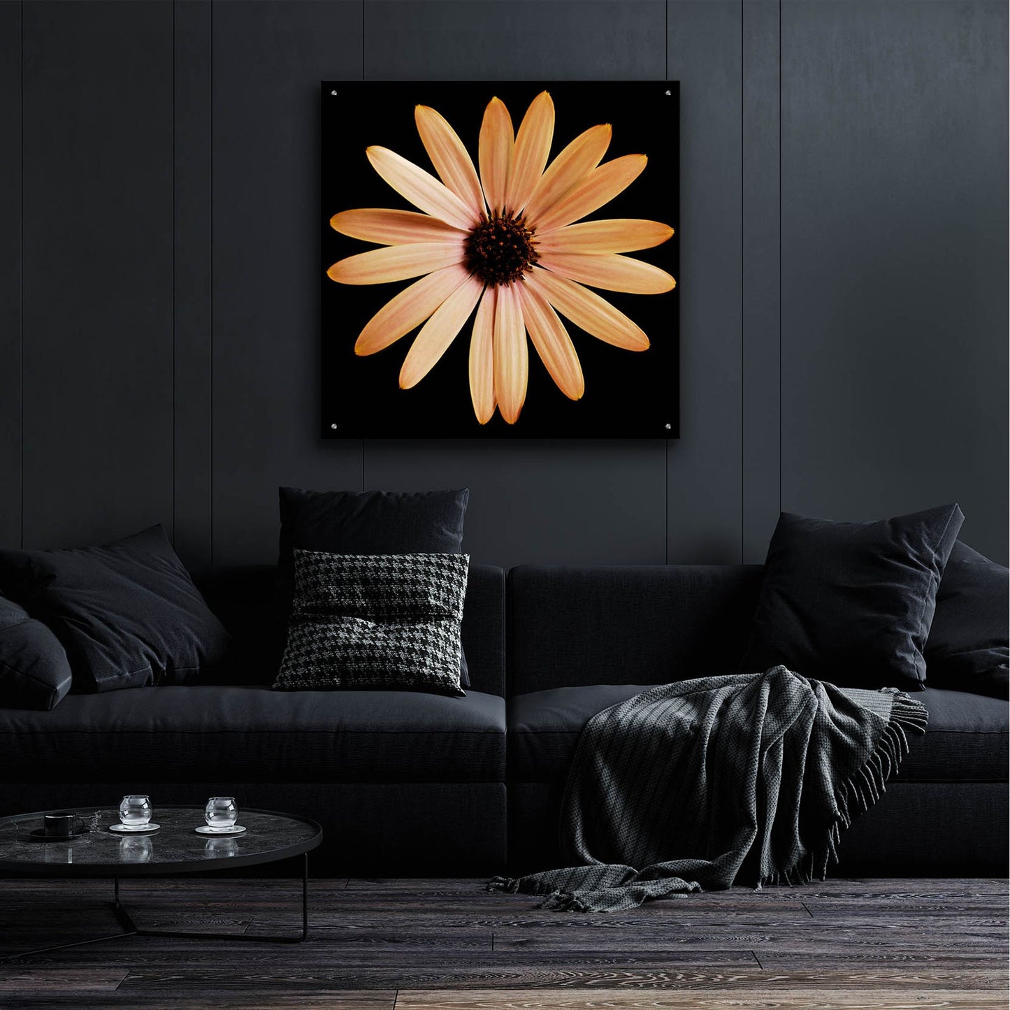 Epic Art 'Osteospurmum on Black 01' by Tom Quartermaine, Acrylic Glass Wall Art,36x36