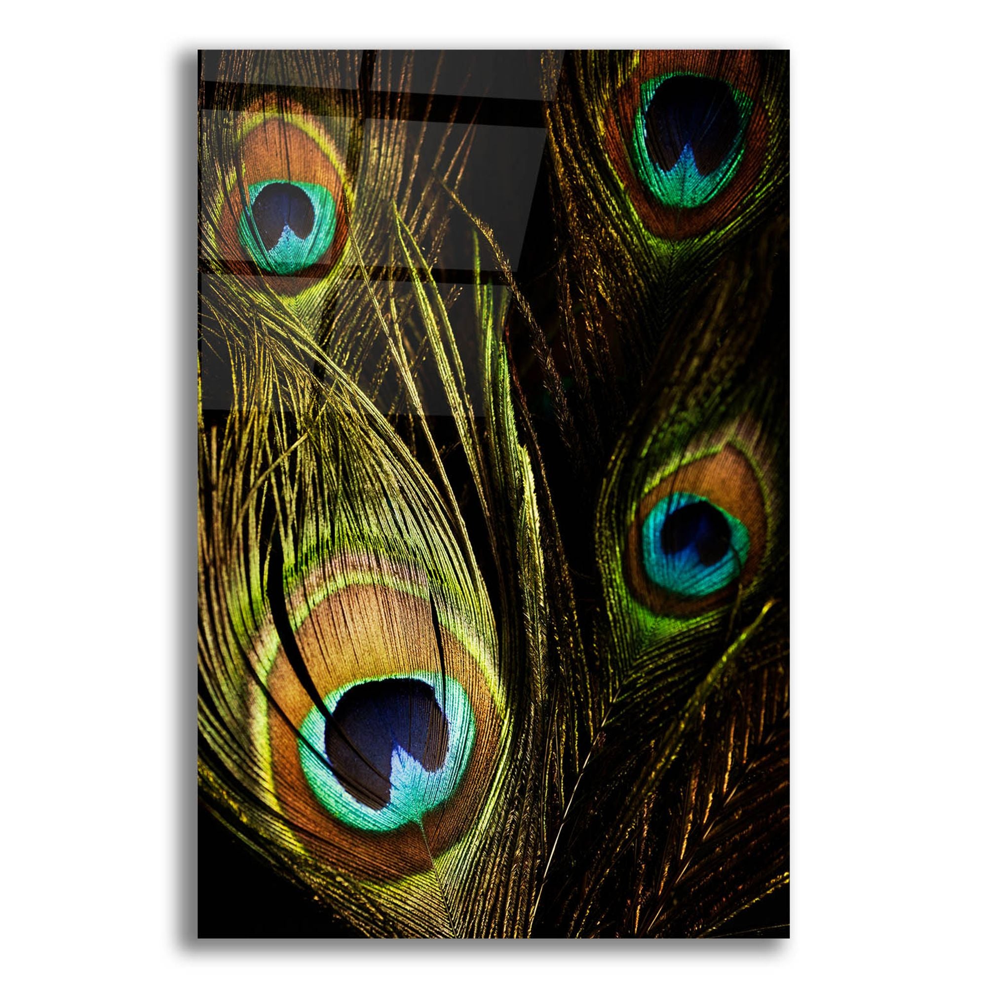 Purple Peacock Feather - Punyatoya