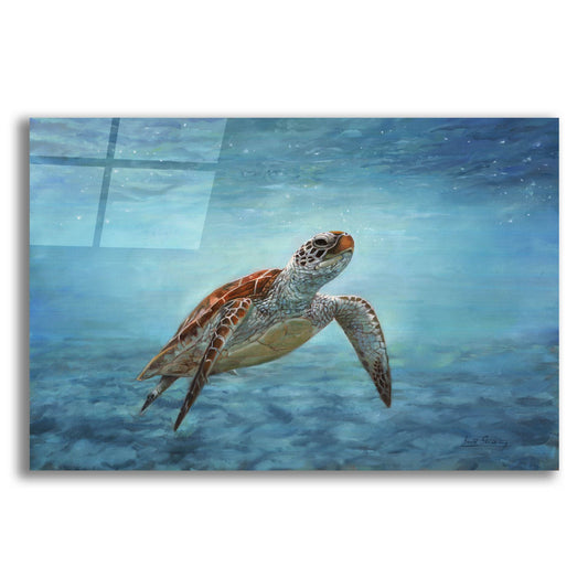 Epic Art 'Sea Turtle2 by David Stribbling, Acrylic Glass Wall Art
