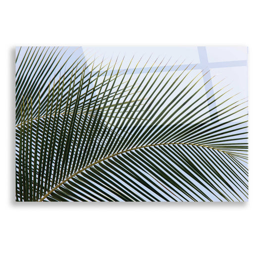 Epic Art 'Tropical' by Dennis Frates, Acrylic Glass Wall Art