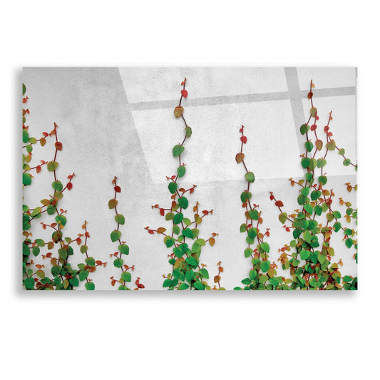 Epic Art 'Vine' by Dennis Frates, Acrylic Glass Wall Art