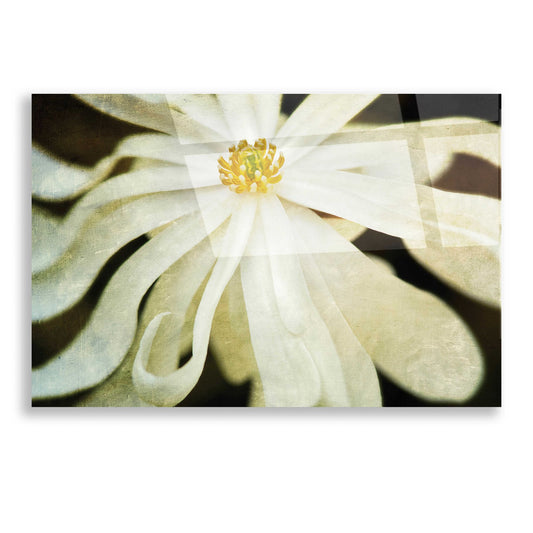 Epic Art 'White Flower' by Dennis Frates, Acrylic Glass Wall Art