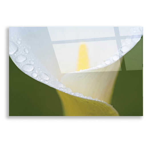 Epic Art 'White Flower II' by Dennis Frates, Acrylic Glass Wall Art