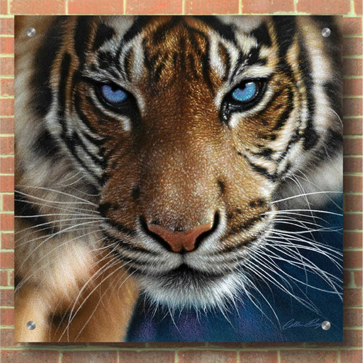 Epic Art 'Blue Eyes' by Collin Bogle Acrylic Glass Wall Art,36x36