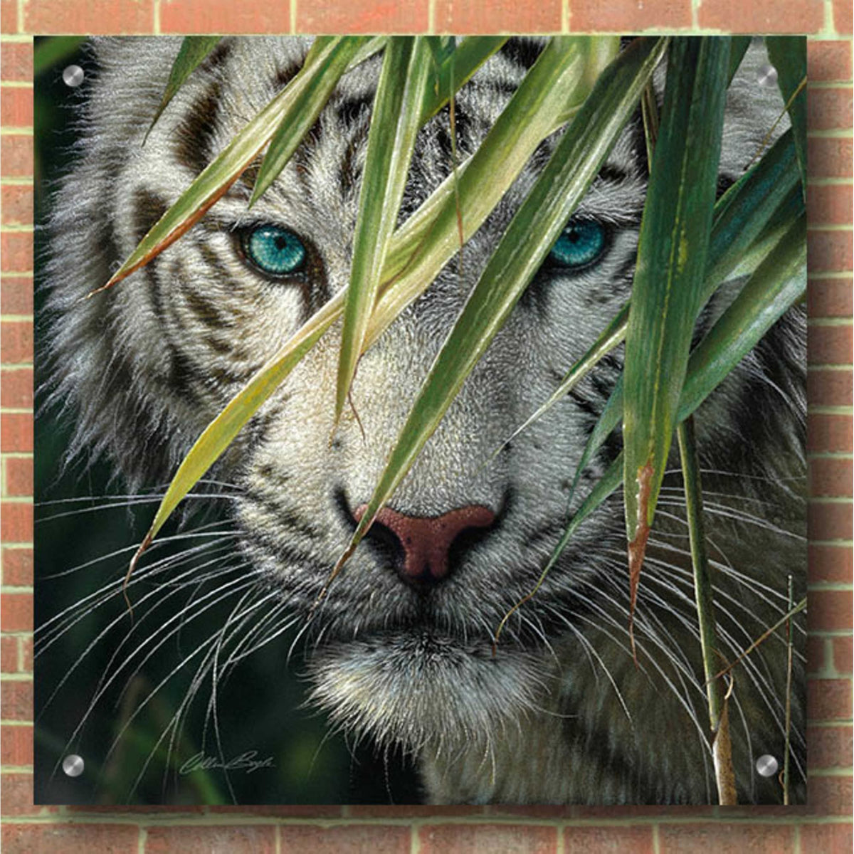 Epic Art 'Watching And Waiting' by Collin Bogle Acrylic Glass Wall Art,36x36
