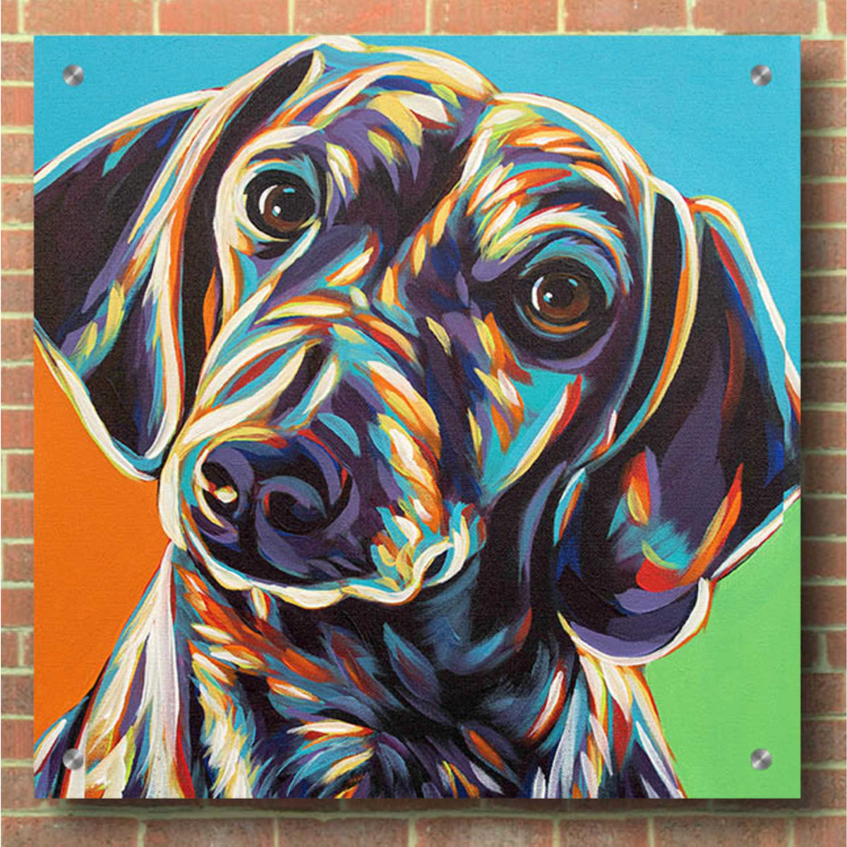 Epic Art 'Painted Dachshund II' by Carolee Vitaletti, Acrylic Glass Wall Art,36x36