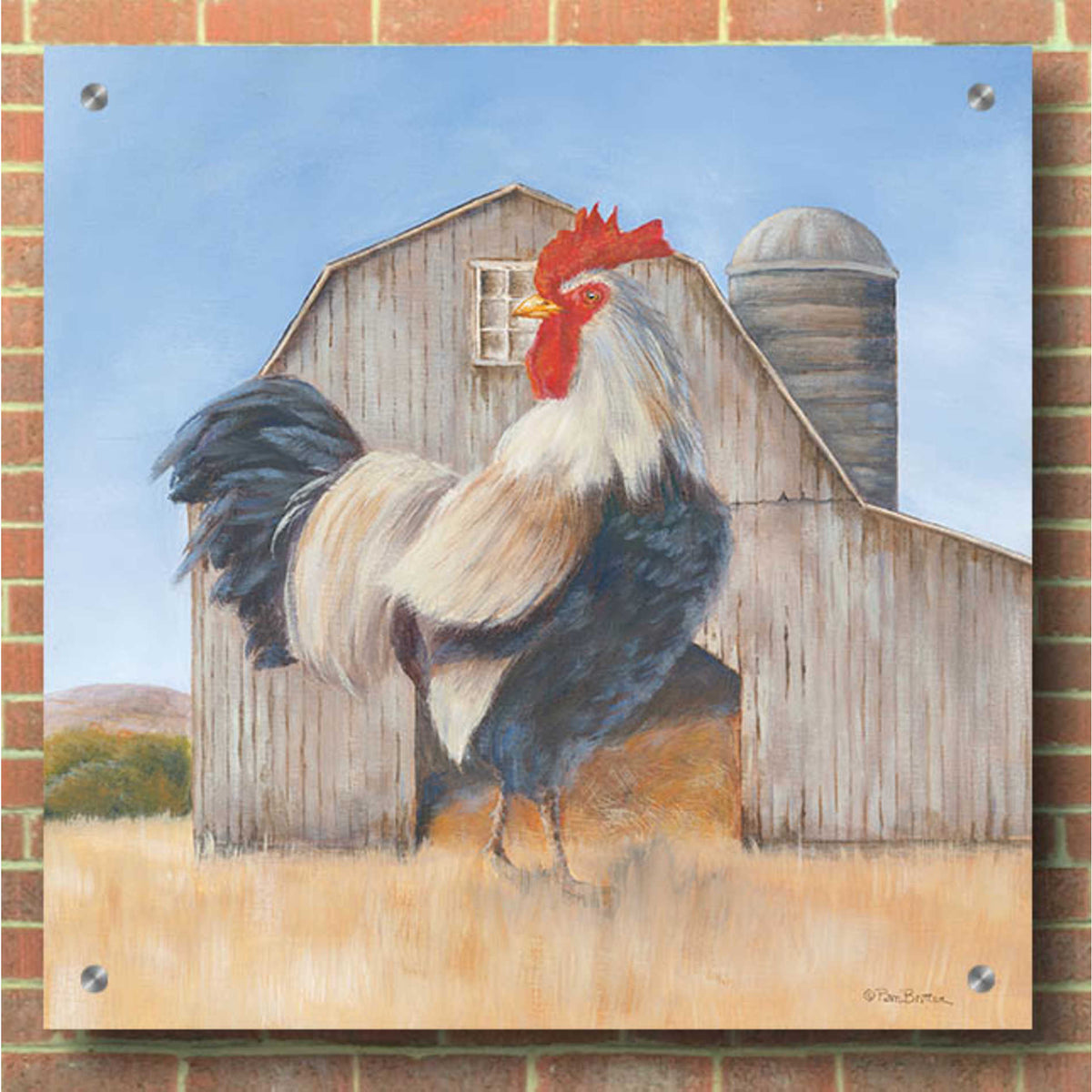 Epic Art 'Country Rooster' by Pam Britton, Acrylic Glass Wall Art,36x36