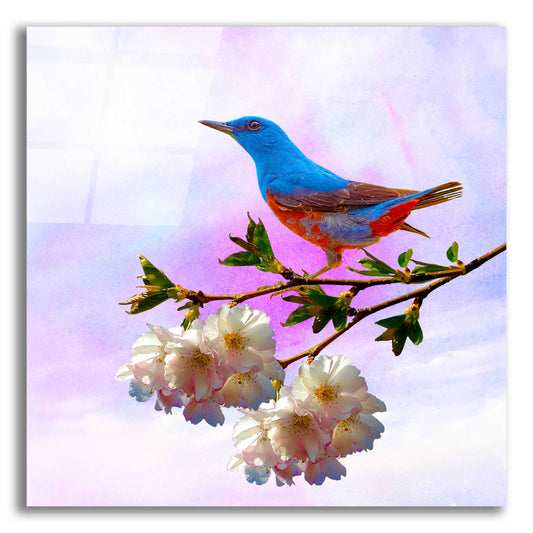 Epic Art 'Spring Bird 3B' by Ata Alishahi, Acrylic Glass Wall Art