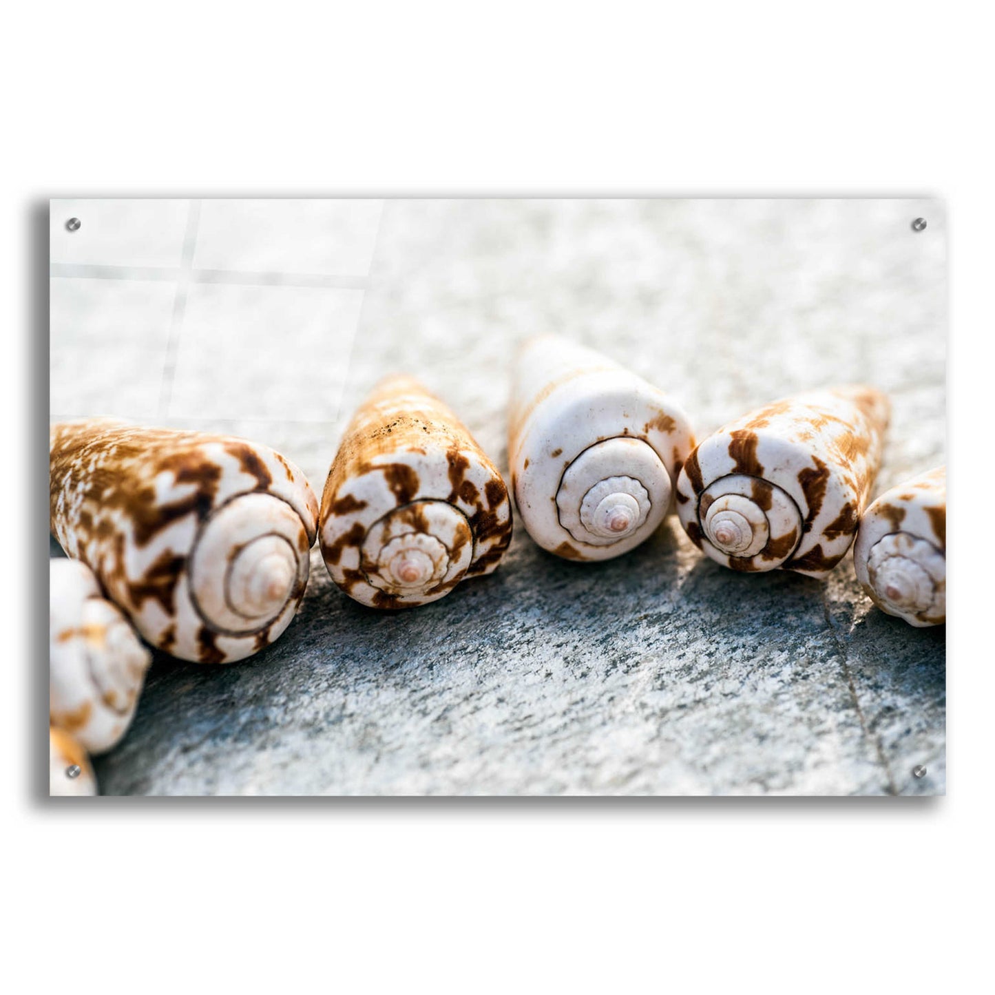 Epic Art 'Spiral Seashells' by Elena Ray, Acrylic Glass Wall Art