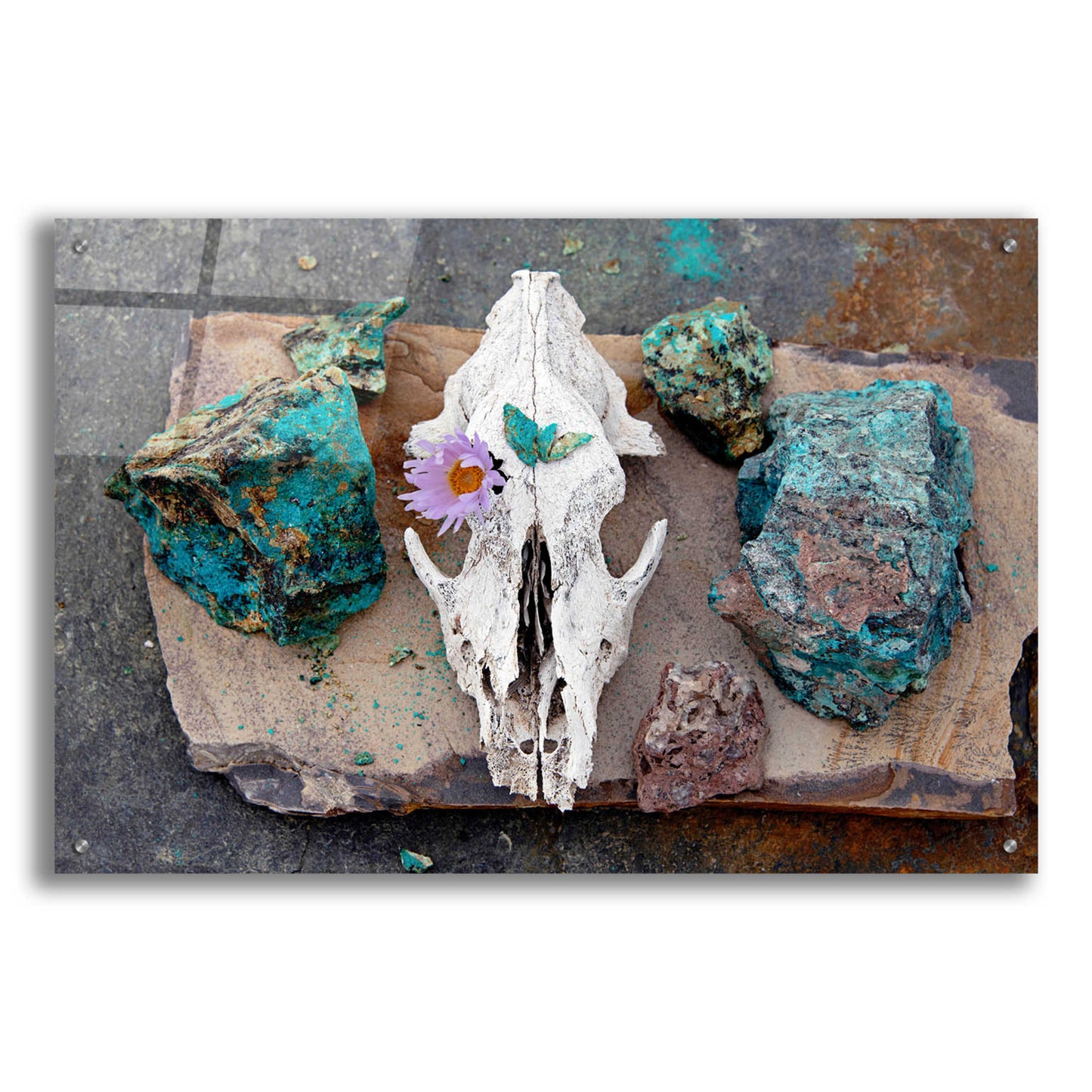 Epic Art 'Coyote Shaman Altar' by Elena Ray, Acrylic Glass Wall Art