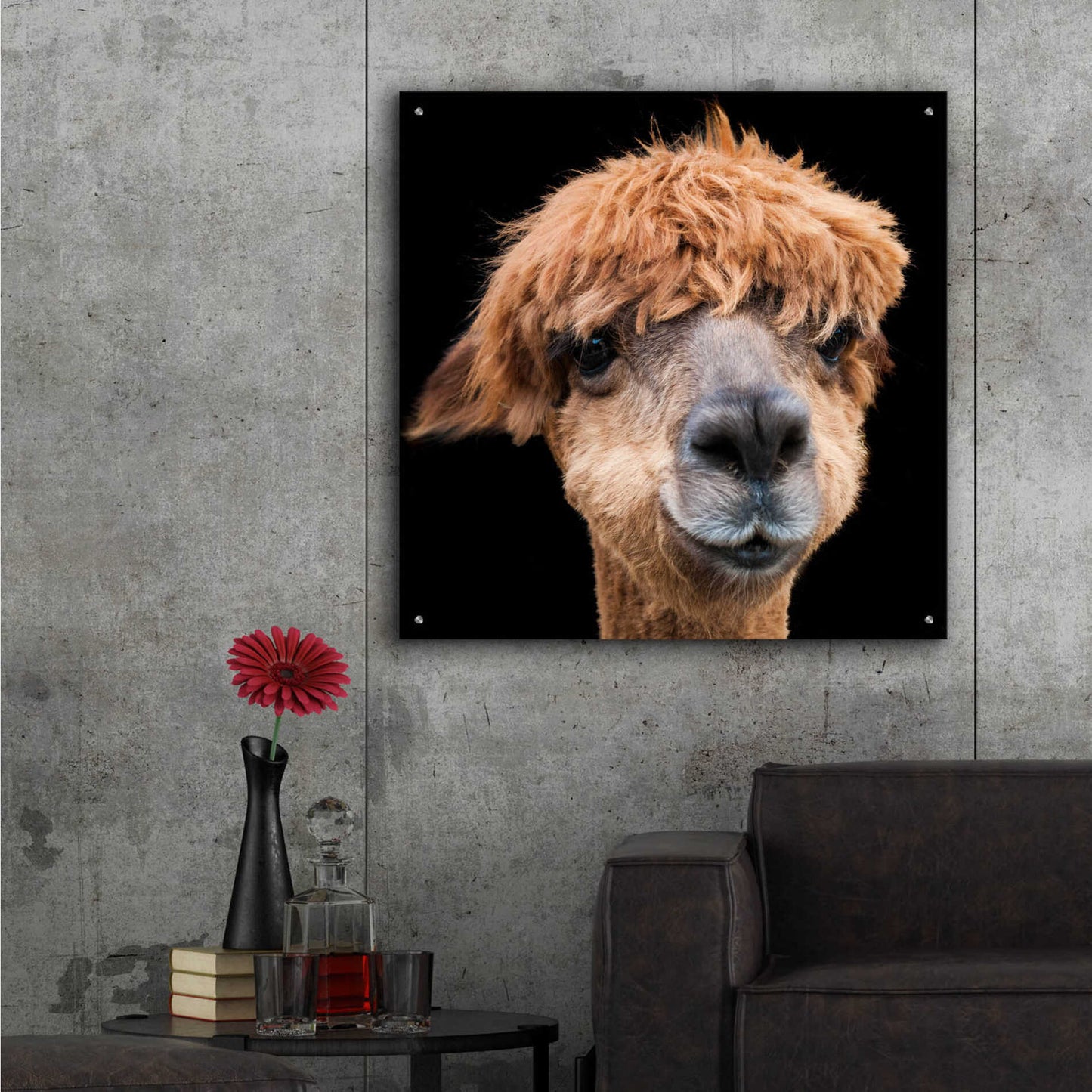 Epic Art 'Hippy Lama' by Epic Portfolio Acrylic Glass Wall Art,36x36