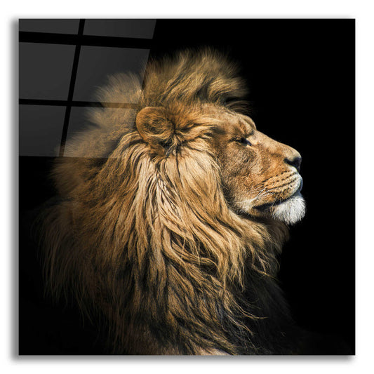 Epic Art 'The King Of The Jungle' by Epic Portfolio Acrylic Glass Wall Art