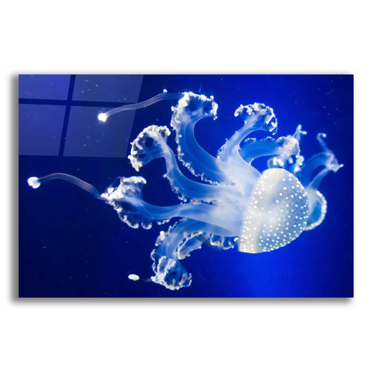 Epic Art 'Translucent Jellyfish' by Epic Portfolio Acrylic Glass Wall Art