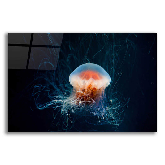 Epic Art 'Peachy Jellyfish' by Epic Portfolio, Acrylic Glass Wall Art