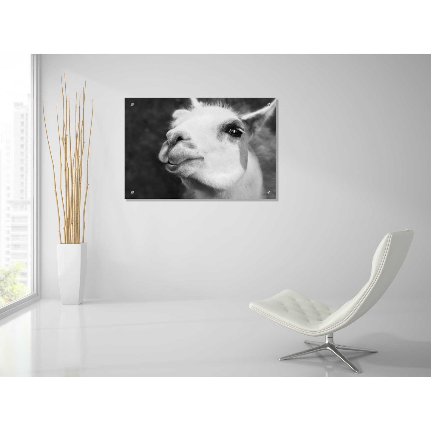 Epic Art 'Lake Tobias Alpaca' by Lori Deiter, Acrylic Glass Wall Art,36x24