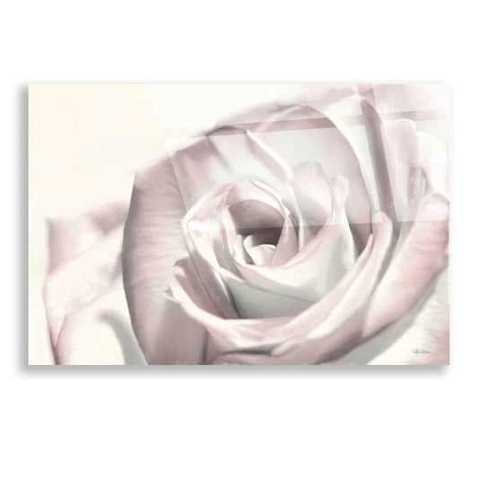Epic Art 'Blush Rose I' by Lori Deiter, Acrylic Glass Wall Art