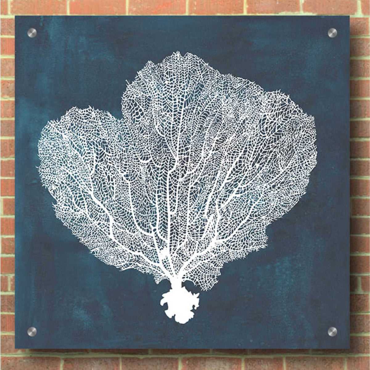Epic Art 'Inverse Sea Fan I' by Grace Popp, Acrylic Glass Wall Art,36x36