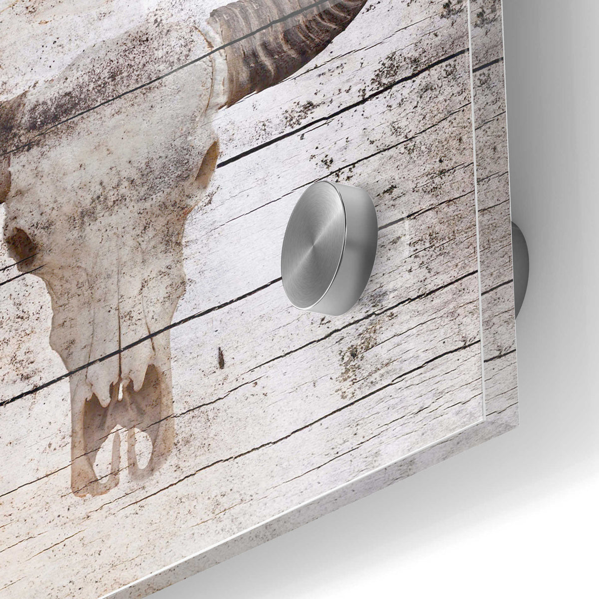 Epic Art 'Bullock Skull' by Irena Orlov, Acrylic Glass Wall Art,24x36