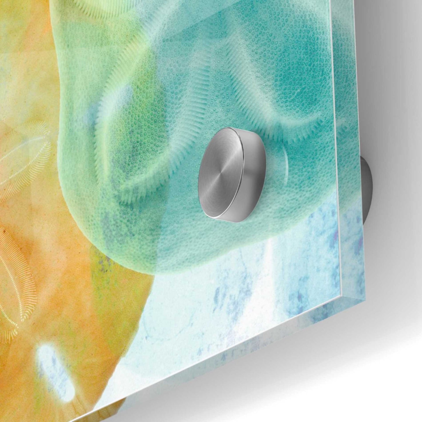 Epic Art 'Luminous Seashells' by Elena Ray Acrylic Glass Wall Art,36x36