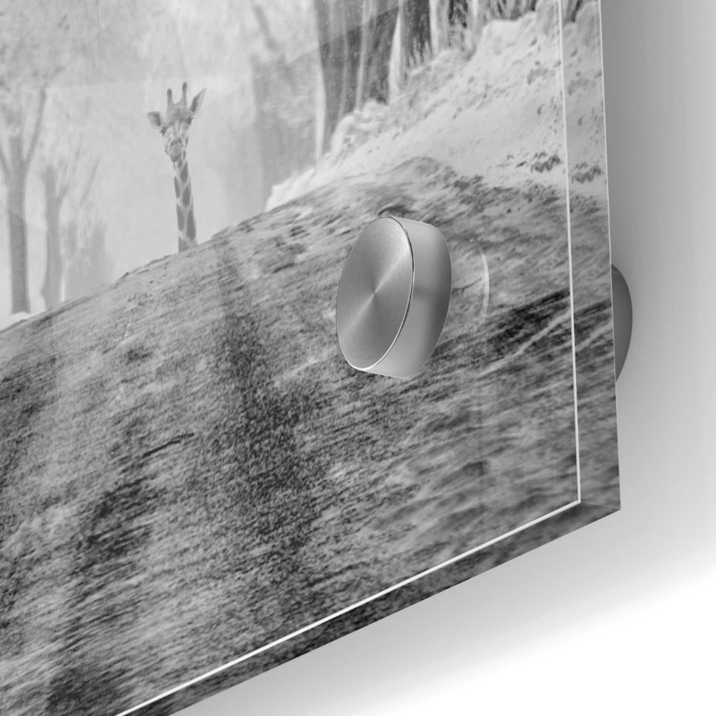 Epic Art 'Surprise' by Dariusz Klimczak, Acrylic Glass Wall Art,36x36