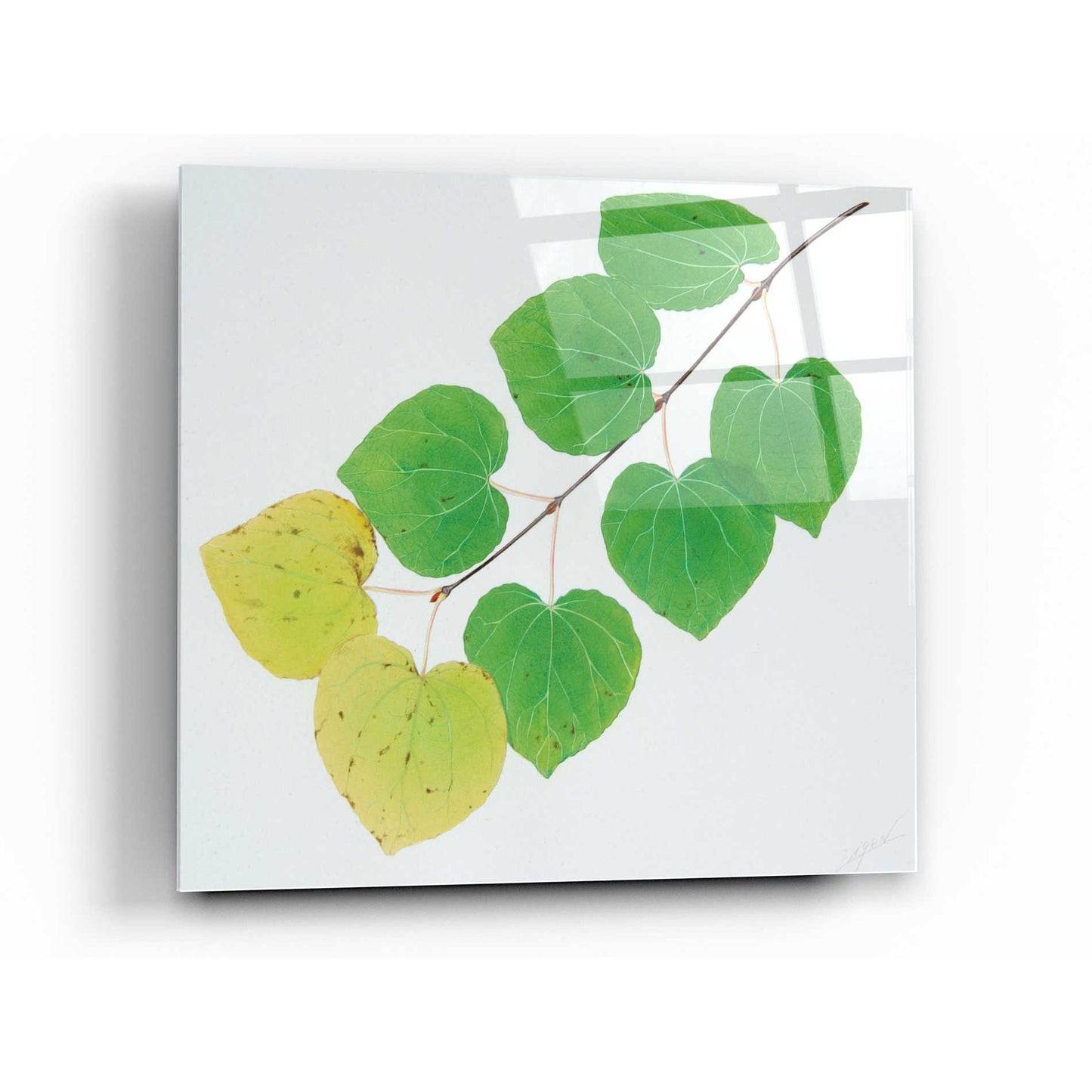 Epic Art 'Katura' by Zigen Tanabe, Acrylic Glass Wall Art,36x36