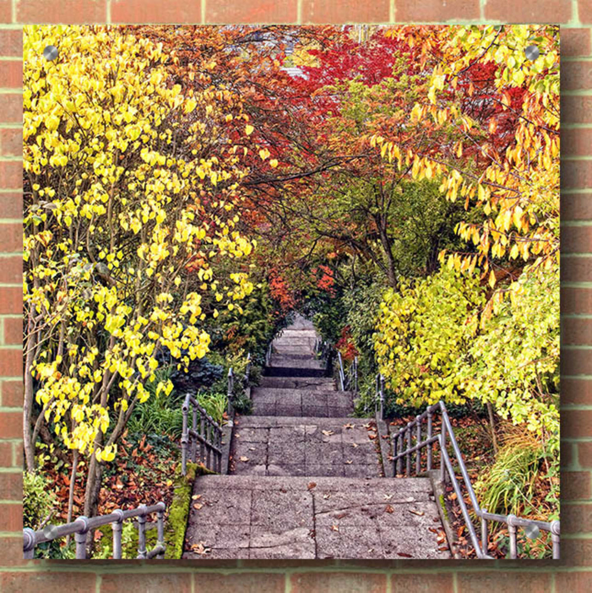 Autumn Tunnel by Colby Chester - 36x36 acrylic wall art in a room