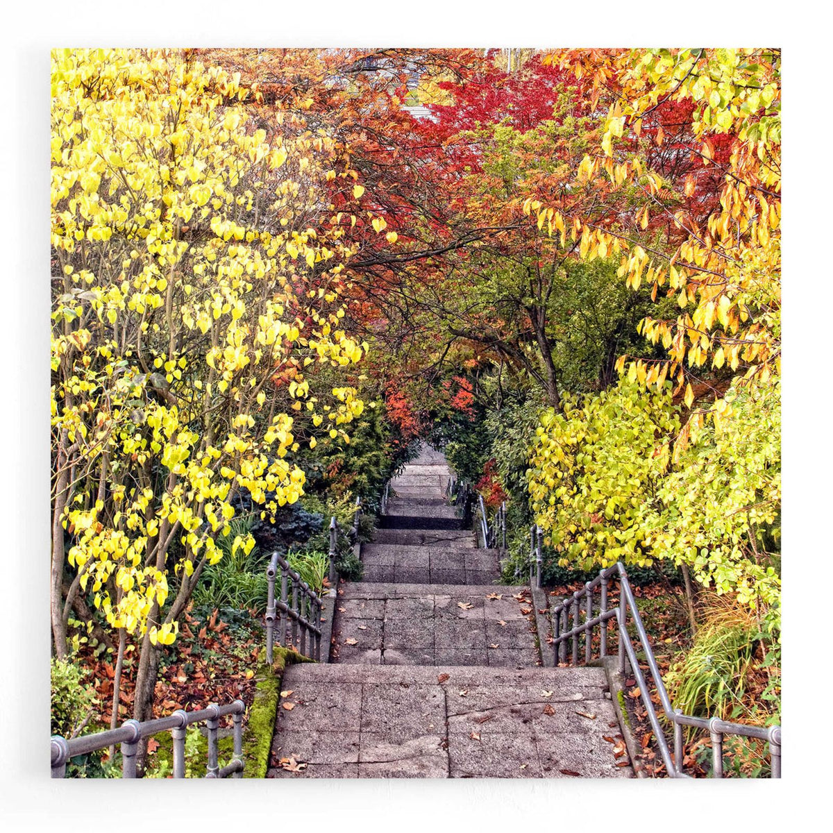 Autumn Tunnel by Colby Chester acrylic glass wall art
