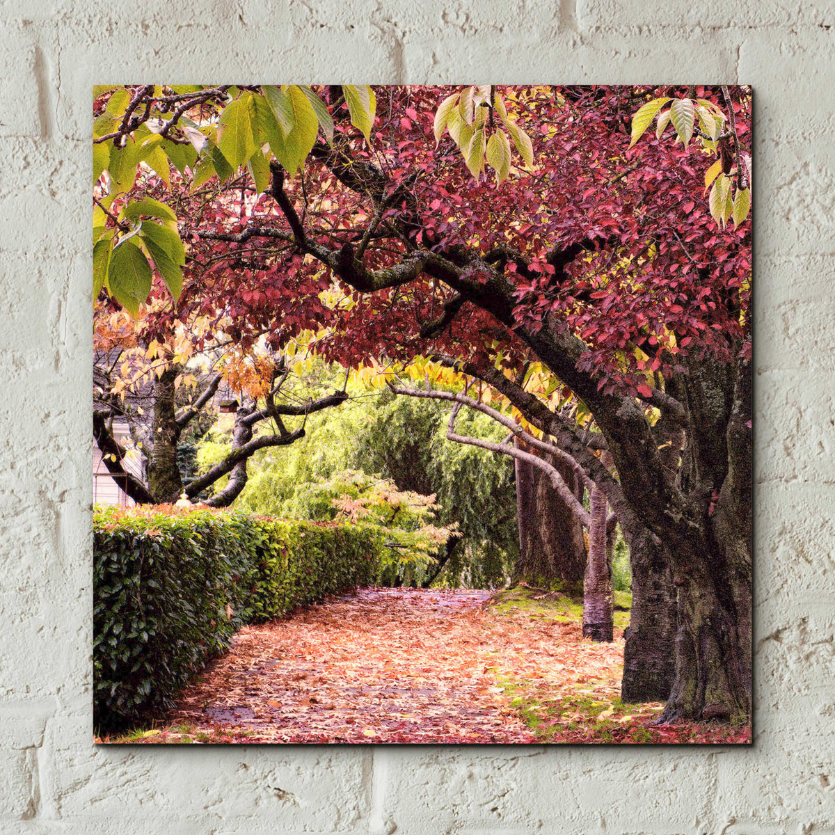 Arch of Trees by Colby Chester - 12x12 acrylic wall art in a room
