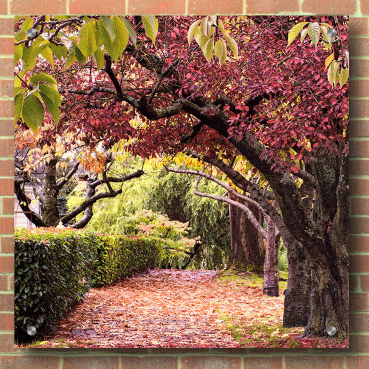 Arch of Trees by Colby Chester - 36x36 acrylic wall art in a room