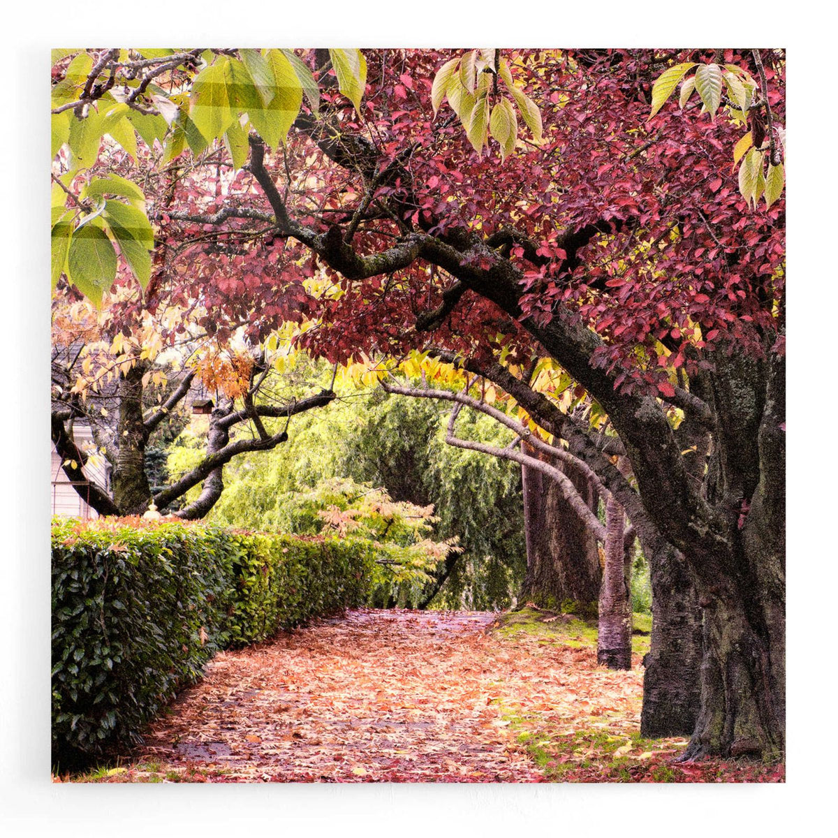Arch of Trees by Colby Chester acrylic glass wall art