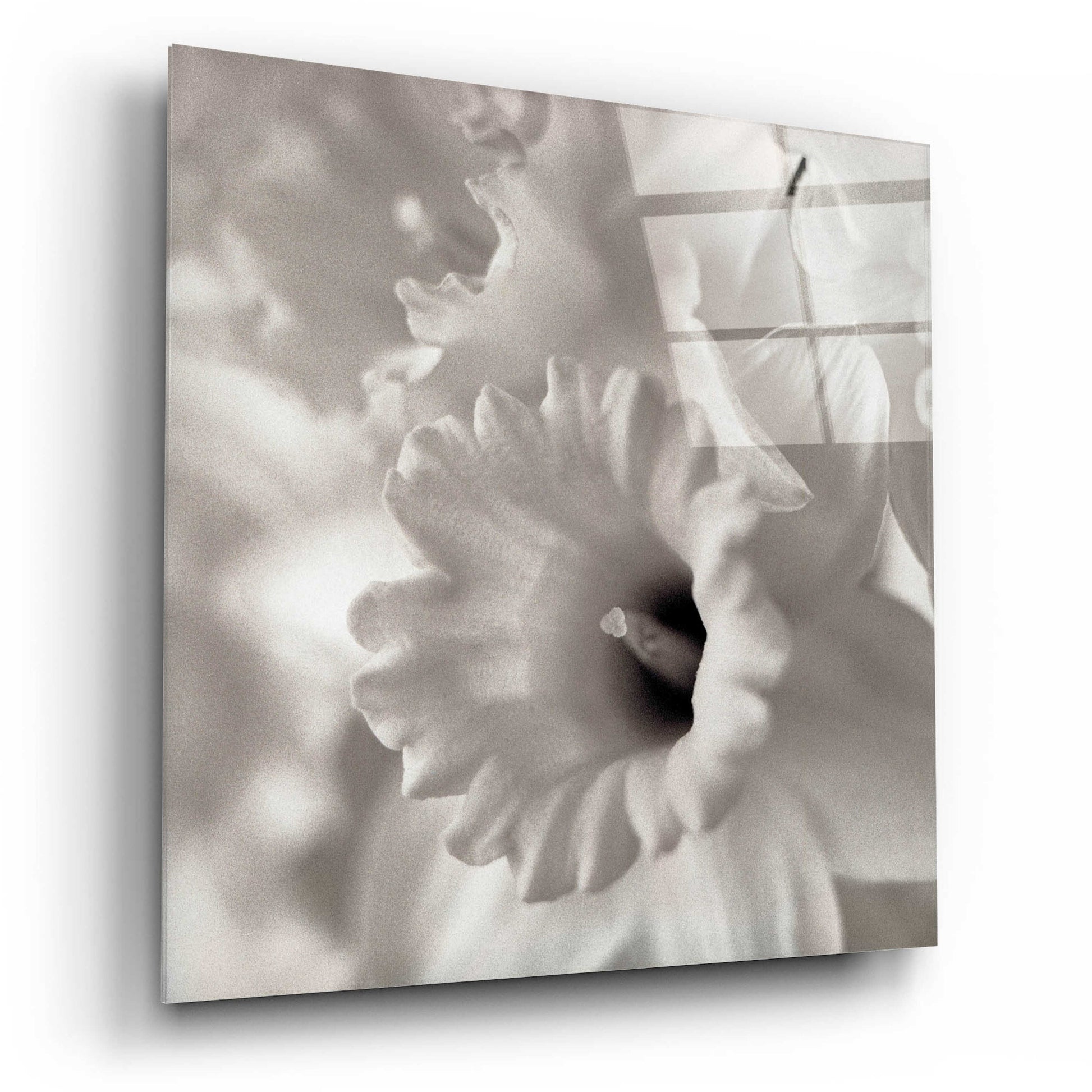 Epic Art 'Florison 45' by Alan Blaustein Acrylic Glass Wall Art,12x12