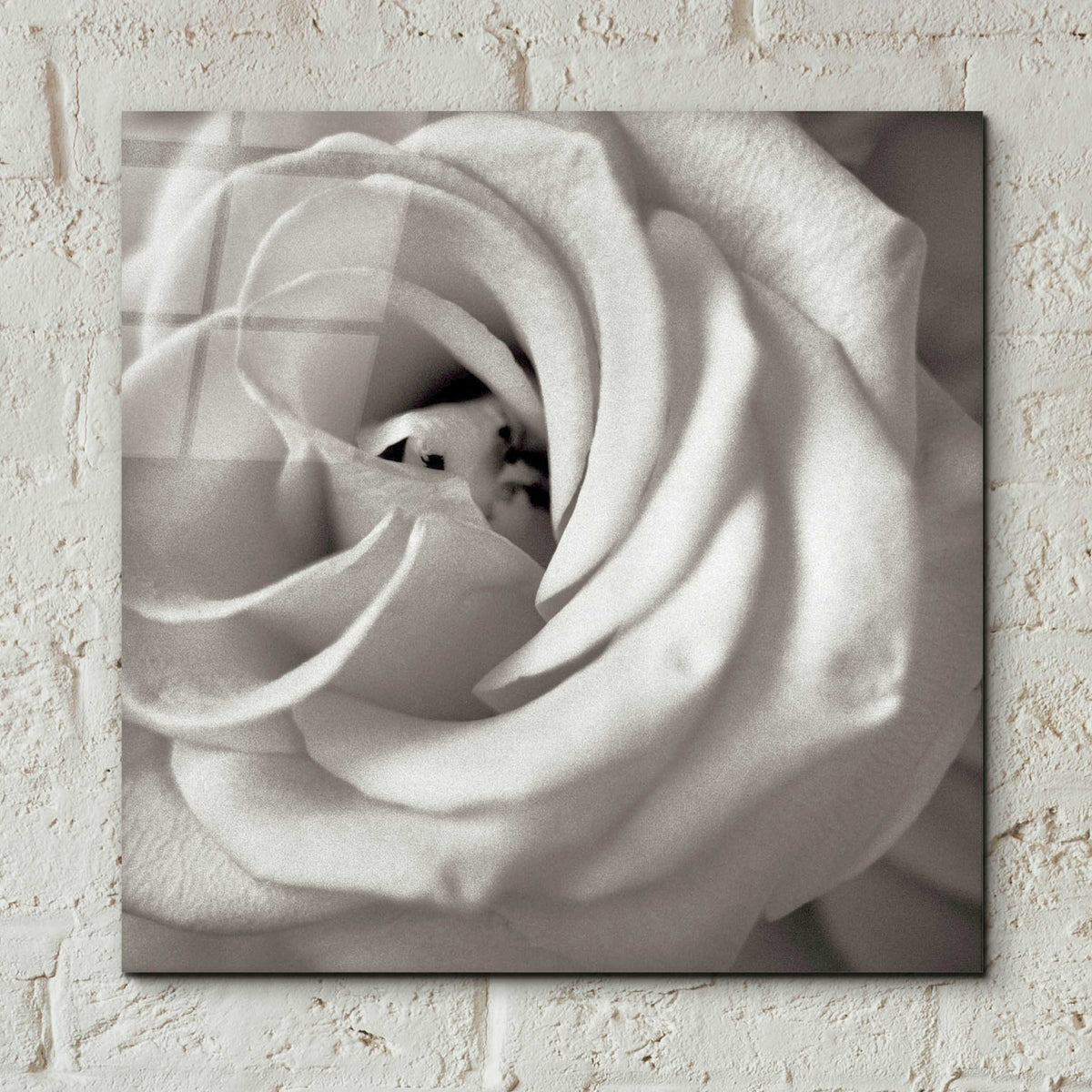 Epic Art 'Florison 43' by Alan Blaustein Acrylic Glass Wall Art,12x12