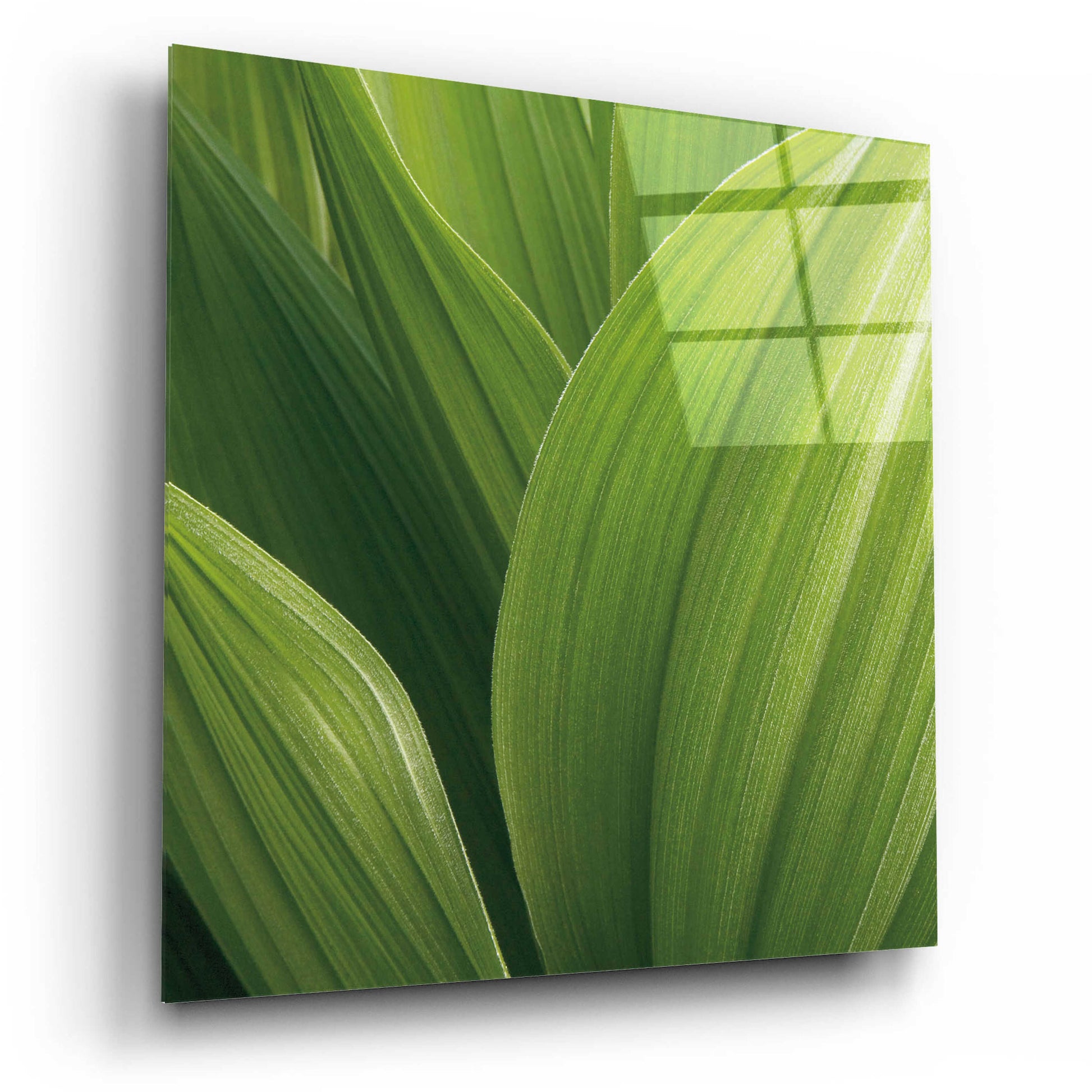 Epic Art 'Corn Lily' by Jan Bell Acrylic Glass Wall Art,12x12