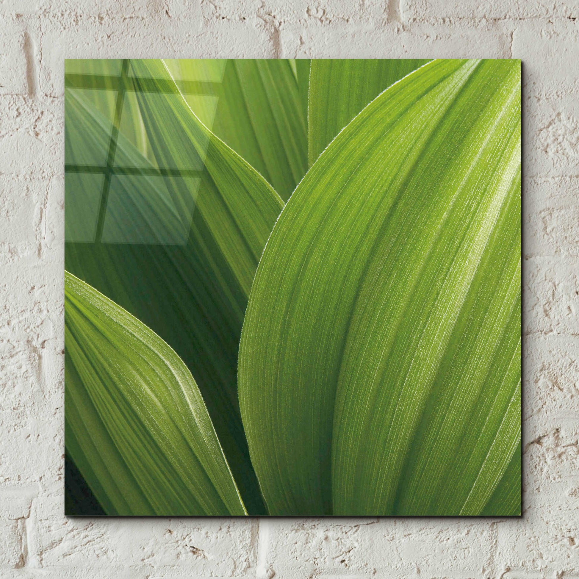 Epic Art 'Corn Lily' by Jan Bell Acrylic Glass Wall Art,12x12