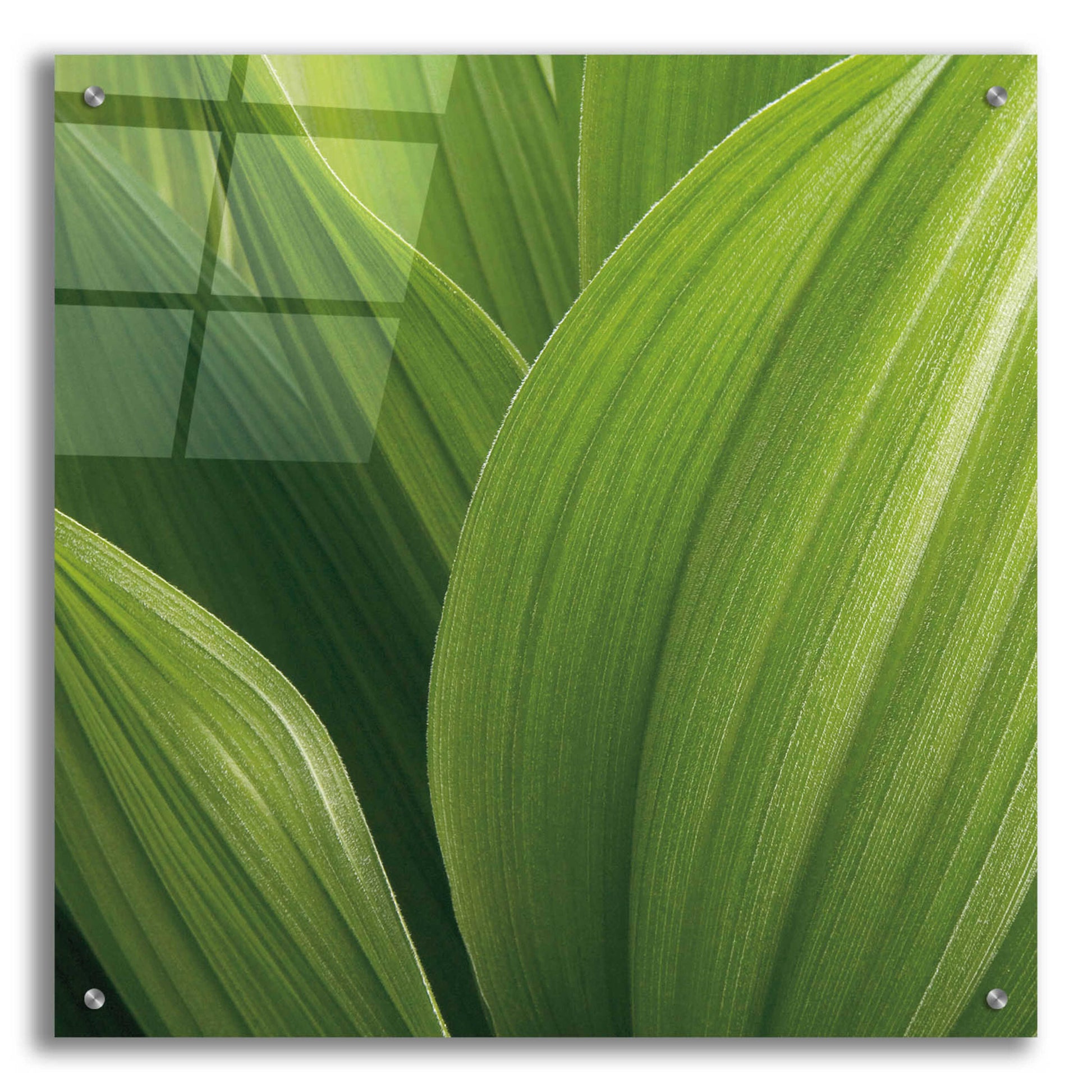 Epic Art 'Corn Lily' by Jan Bell Acrylic Glass Wall Art,24x24