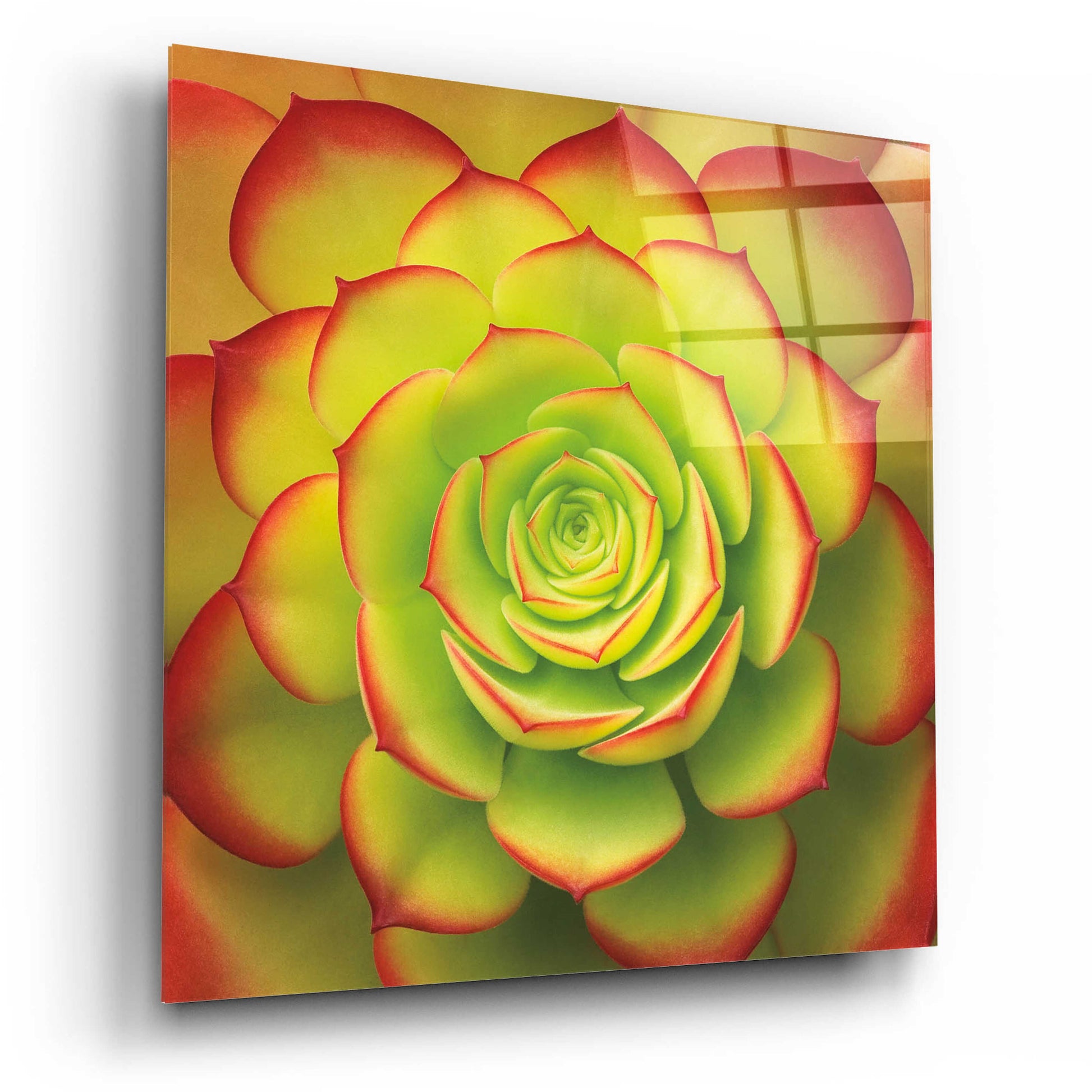 Epic Art 'Fiery Succulent' by Jan Bell Acrylic Glass Wall Art,12x12