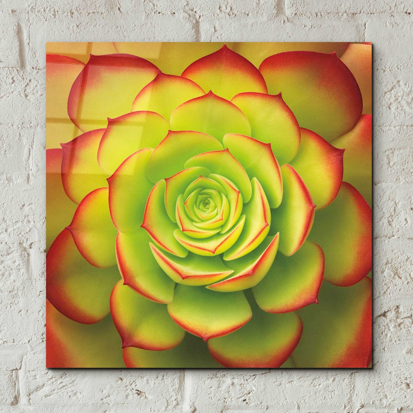 Epic Art 'Fiery Succulent' by Jan Bell Acrylic Glass Wall Art,12x12