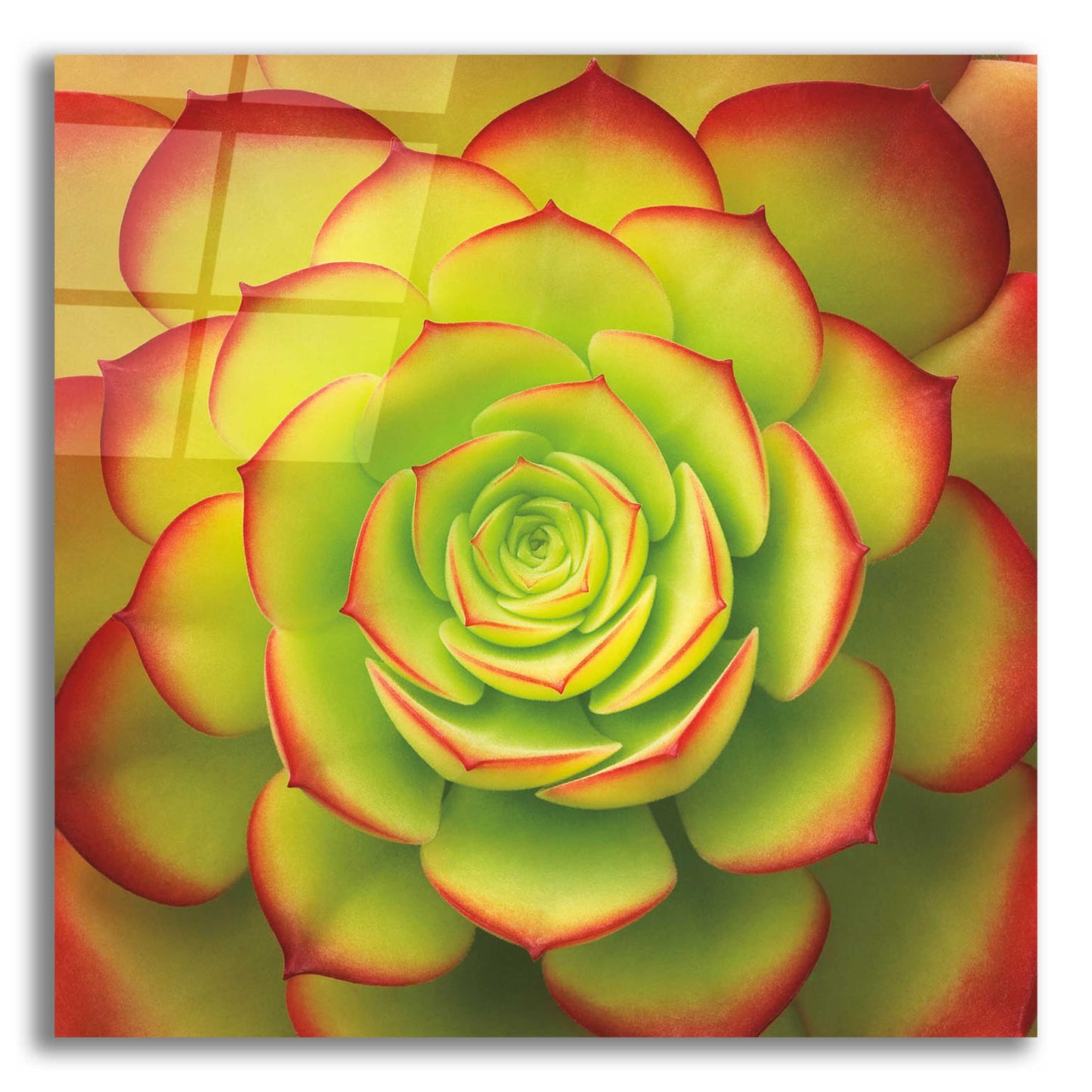 Epic Art 'Fiery Succulent' by Jan Bell Acrylic Glass Wall Art,12x12