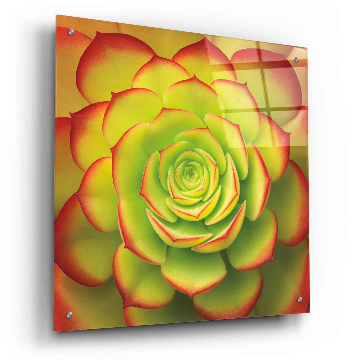 Epic Art 'Fiery Succulent' by Jan Bell Acrylic Glass Wall Art,24x24