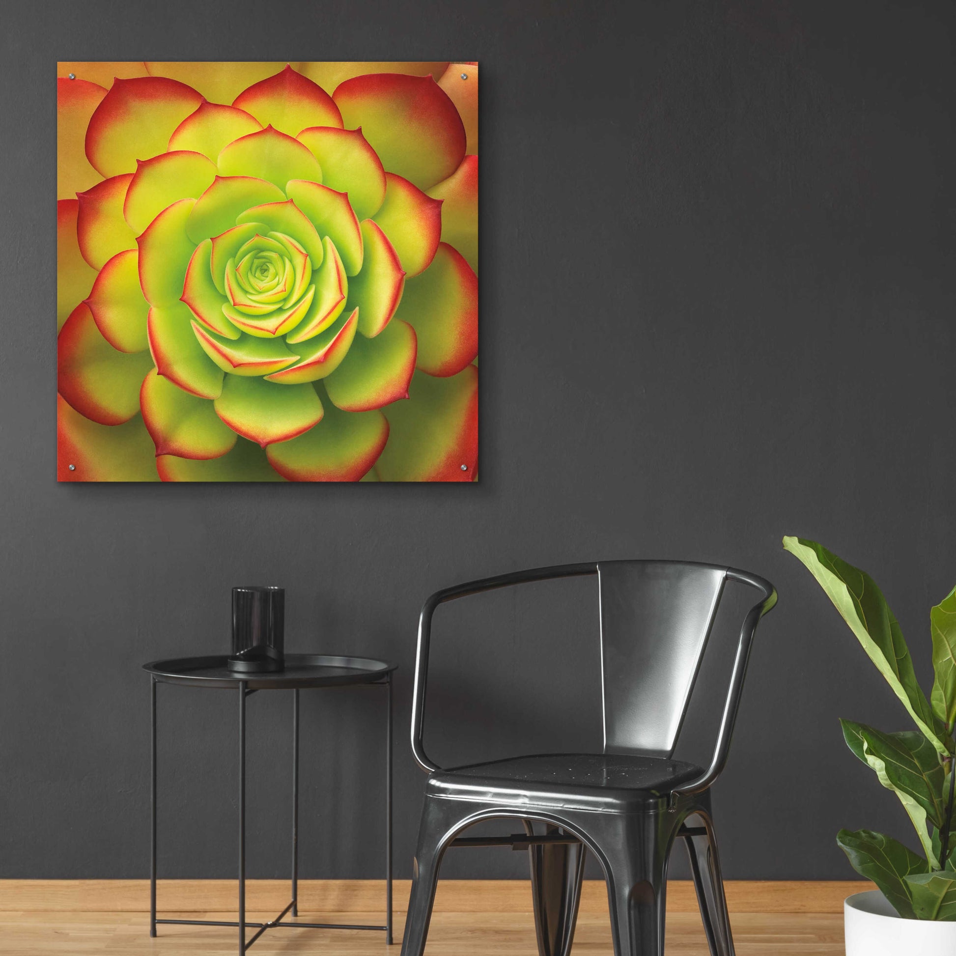 Epic Art 'Fiery Succulent' by Jan Bell Acrylic Glass Wall Art,36x36