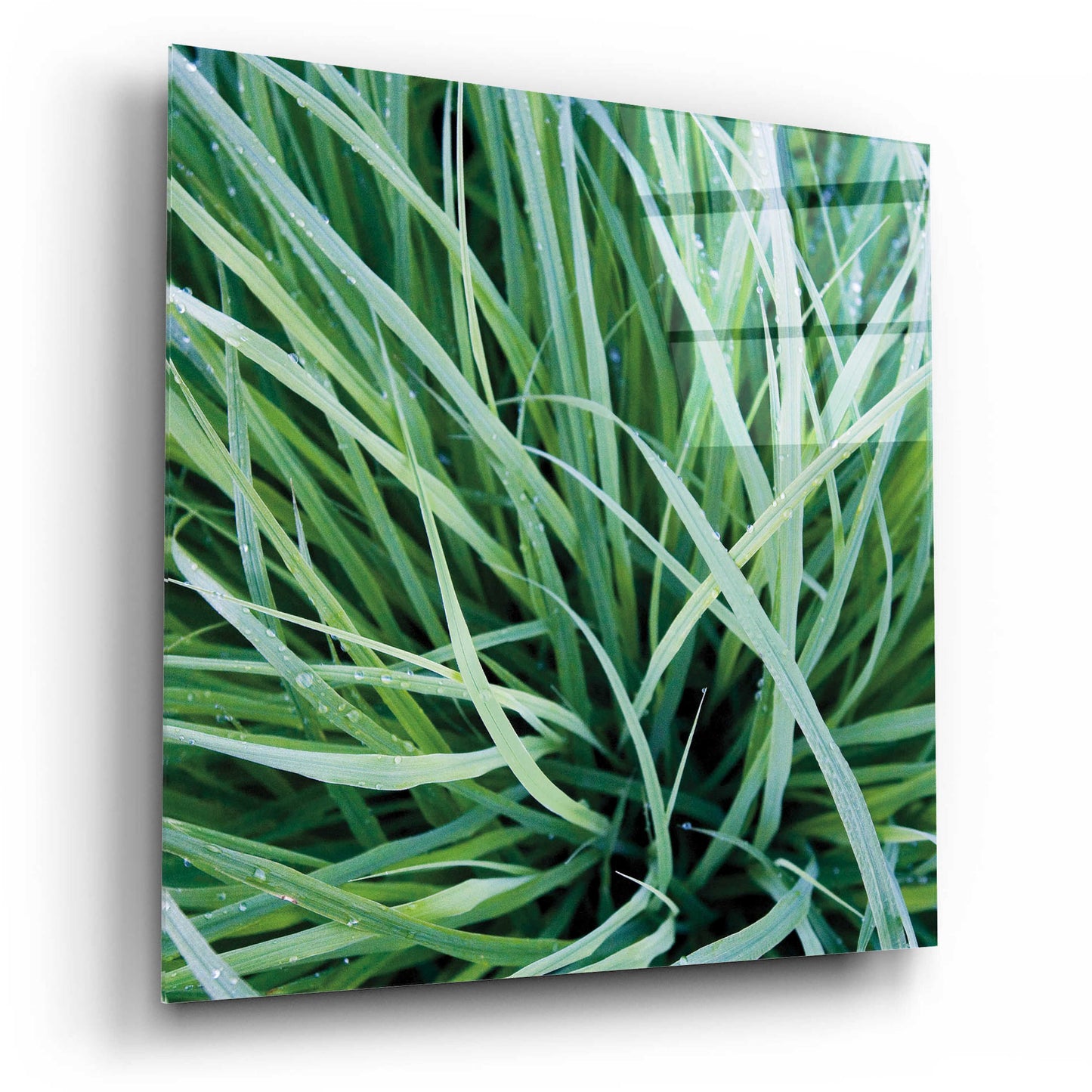 Epic Art 'Grass with Morning Dew' by Jan Bell Acrylic Glass Wall Art,12x12