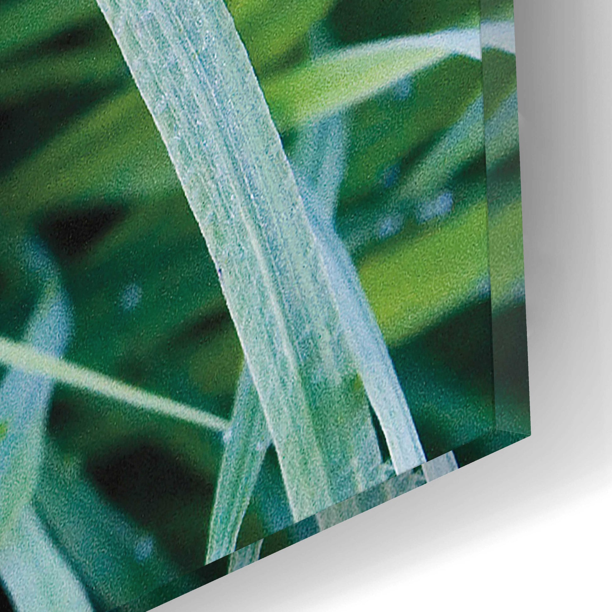 Epic Art 'Grass with Morning Dew' by Jan Bell Acrylic Glass Wall Art,12x12